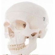 Craniu uman clasic (3 parti) - calota, baza craniului si mandibula