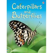 Caterpillars and butterflies
